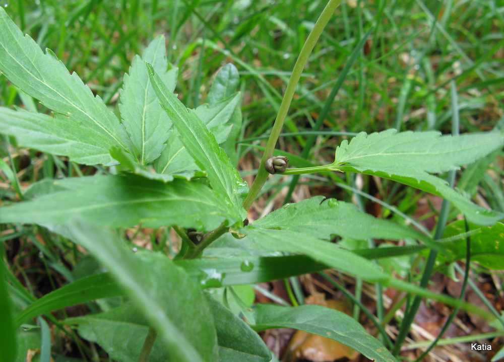 Cardamine bulbifera