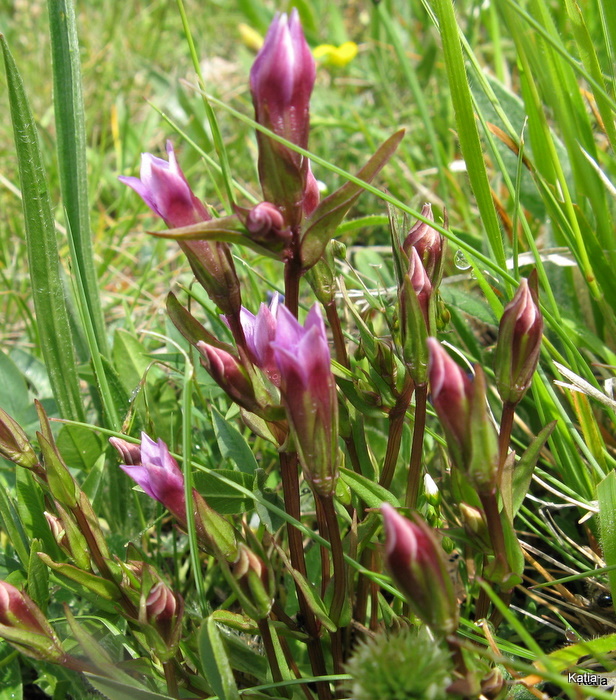 Gentianella columnae