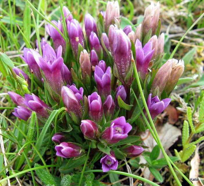 Gentianella columnae