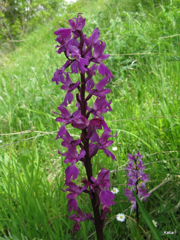 Orchis mascula subsp. speciosa