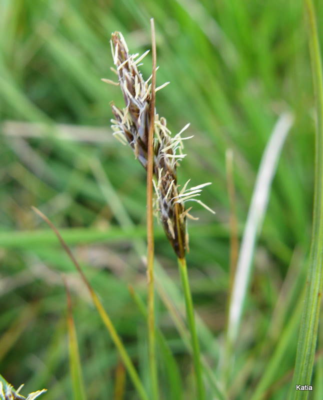 Carex disticha?