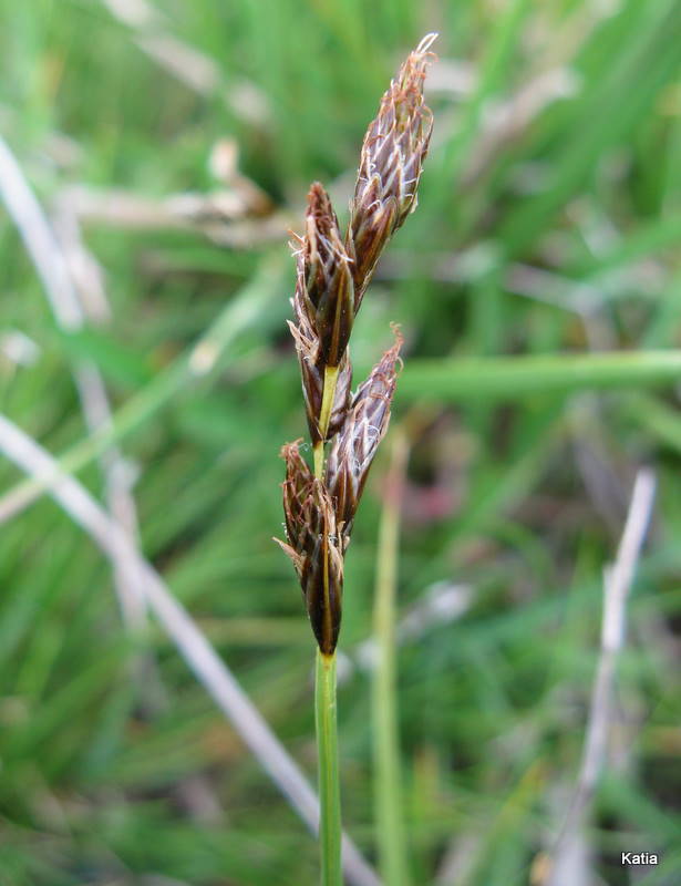 Carex disticha?