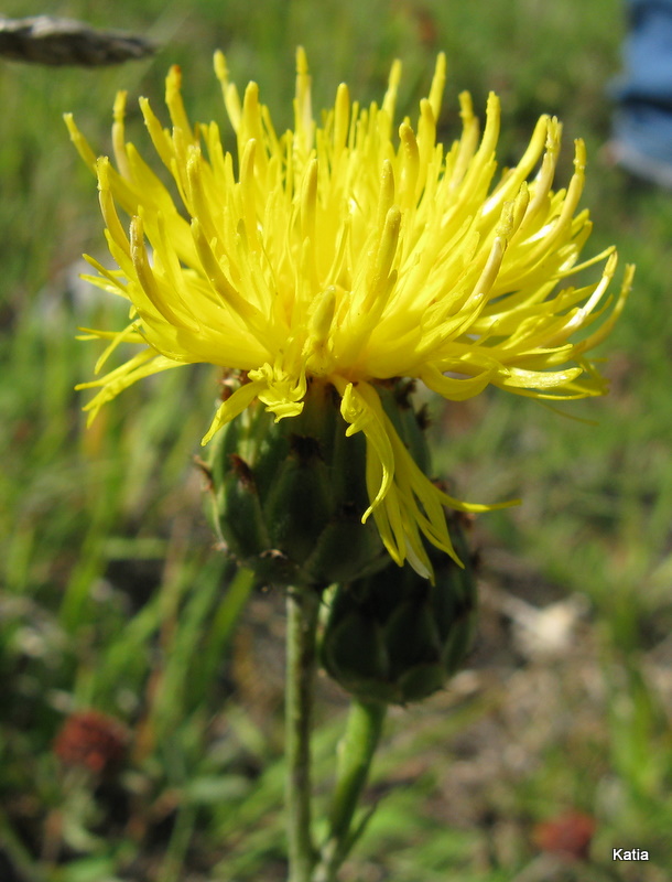 Centaurea rupestris / Fiordaliso giallo