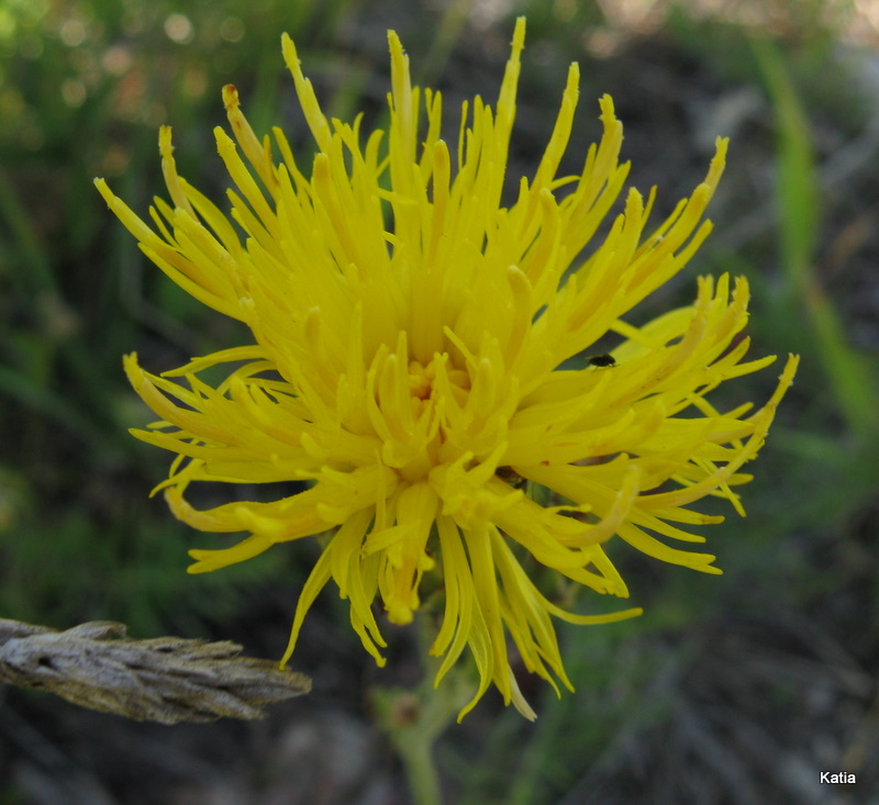 Centaurea rupestris / Fiordaliso giallo