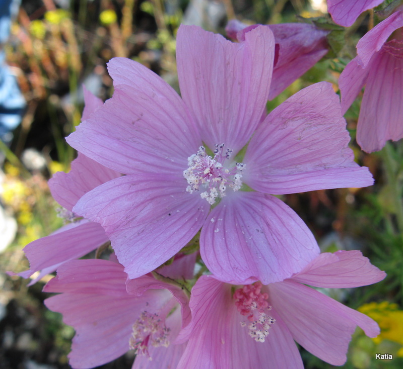 Malva moschata / Malva moscata