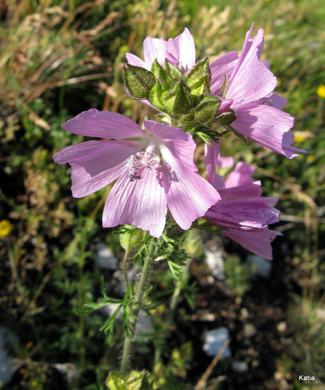 Malva moschata / Malva moscata