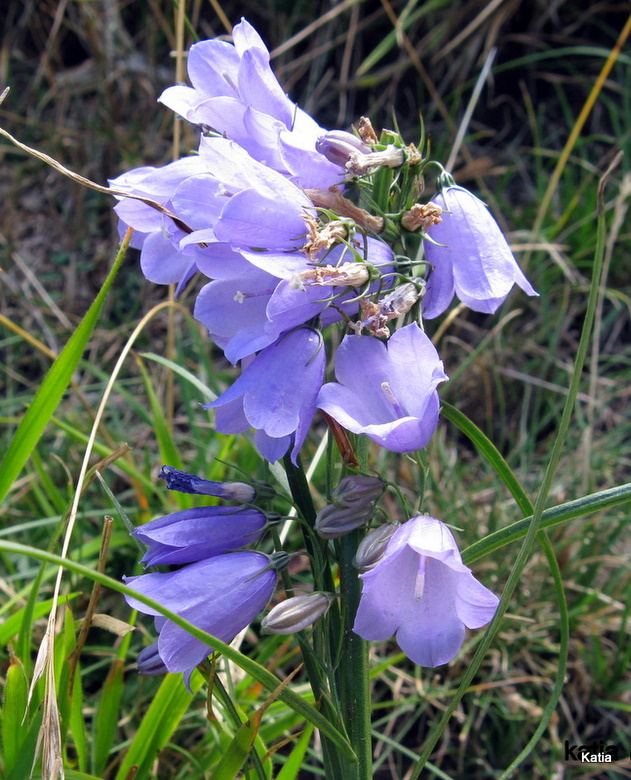Campanula micrantha / Campanula degli appennini