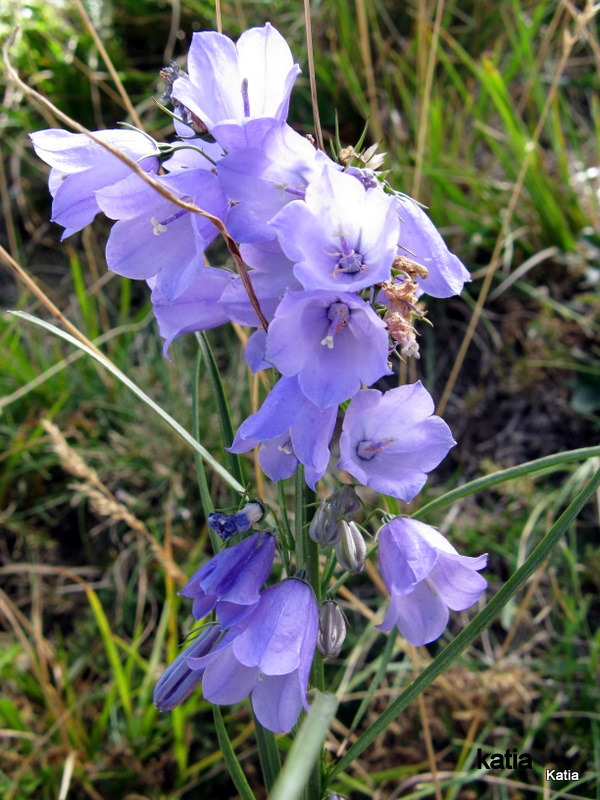 Campanula micrantha / Campanula degli appennini
