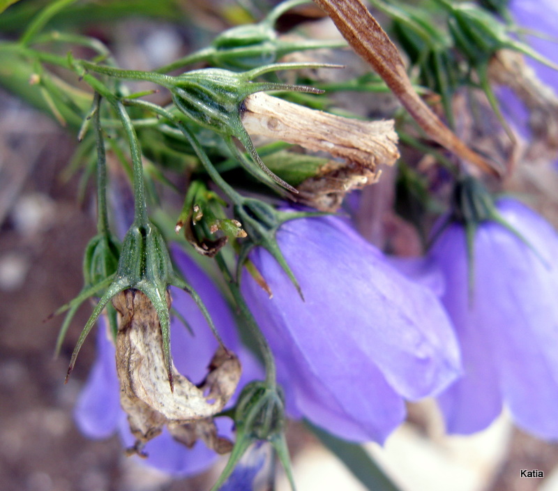 Campanula micrantha / Campanula degli appennini