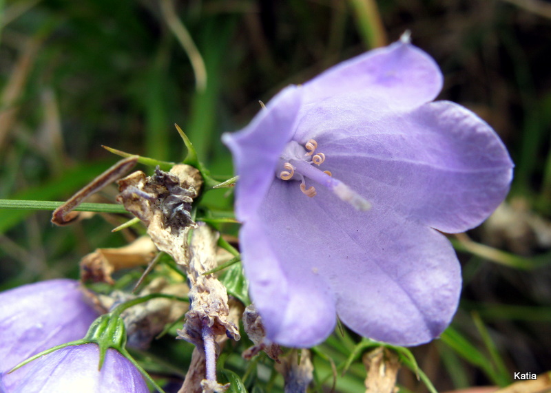 Campanula micrantha / Campanula degli appennini