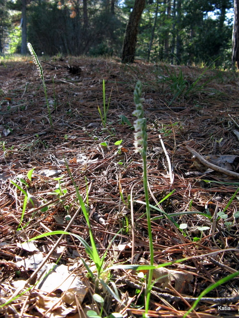 Spiranthes della Valdichiana