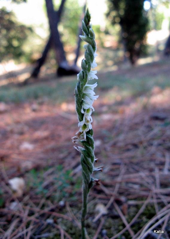 Spiranthes della Valdichiana