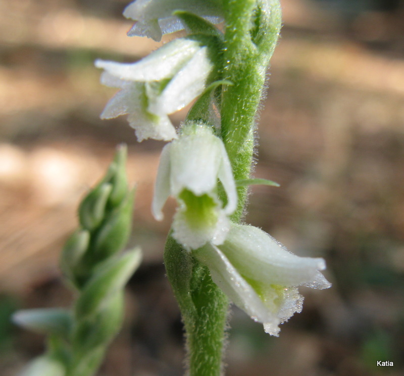 Spiranthes della Valdichiana