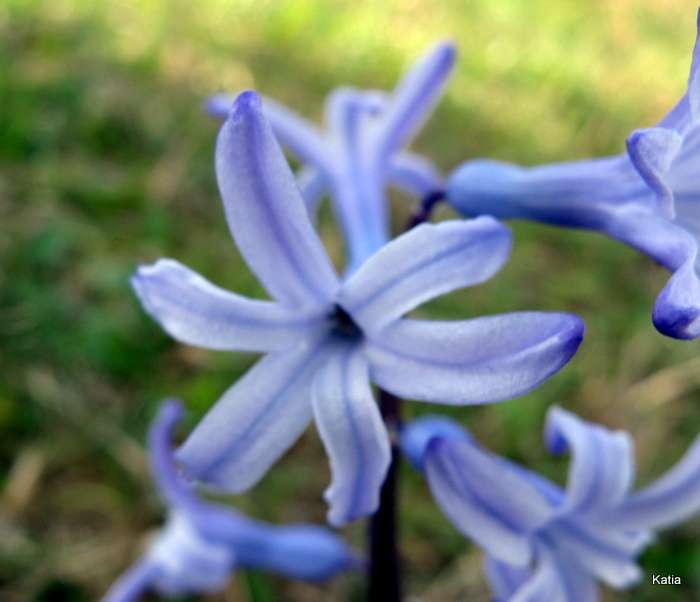 Hyacinthus orientalis