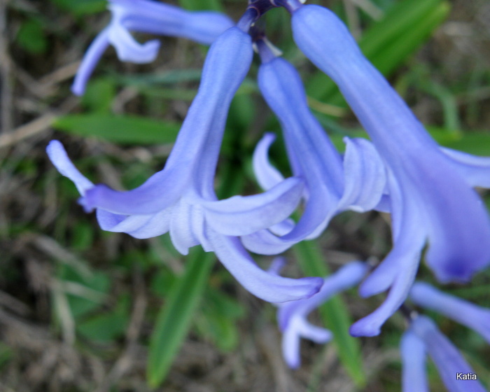 Hyacinthus orientalis