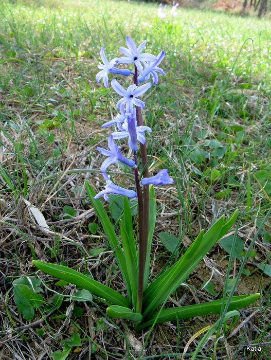 Hyacinthus orientalis