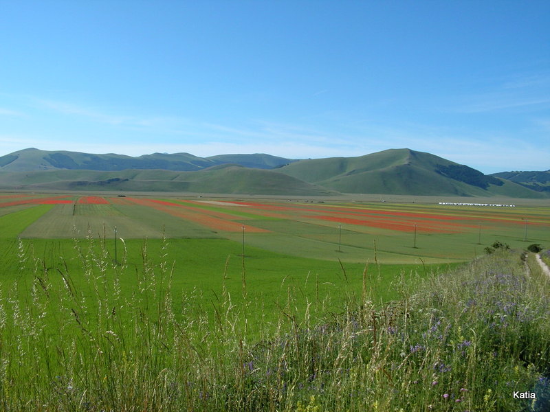 Le spettacolari fioriture di Castelluccio di Norcia