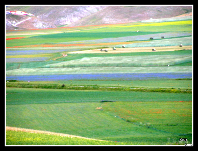 Le spettacolari fioriture di Castelluccio di Norcia