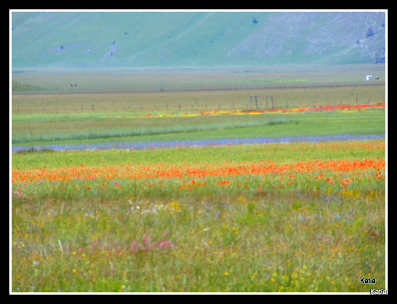 Le spettacolari fioriture di Castelluccio di Norcia