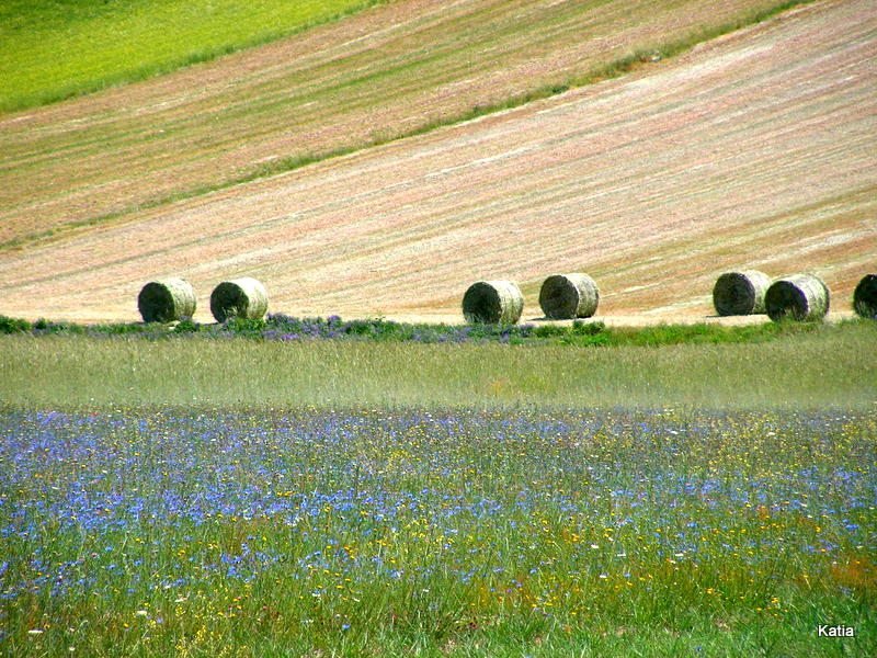 Le spettacolari fioriture di Castelluccio di Norcia