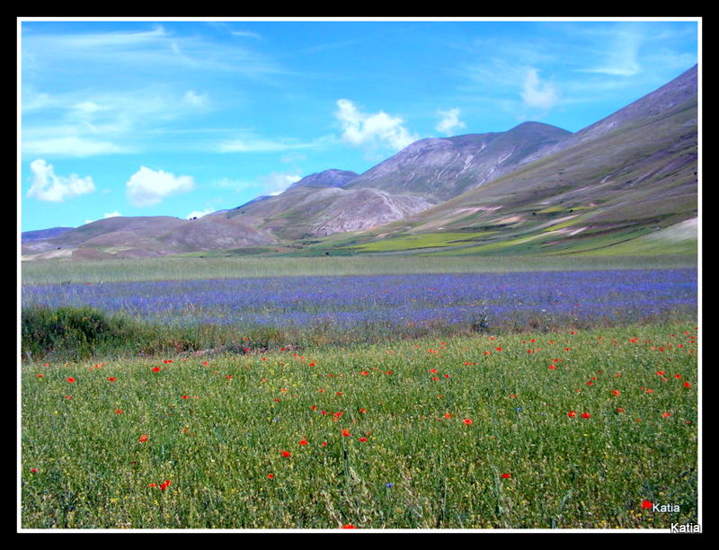 Le spettacolari fioriture di Castelluccio di Norcia