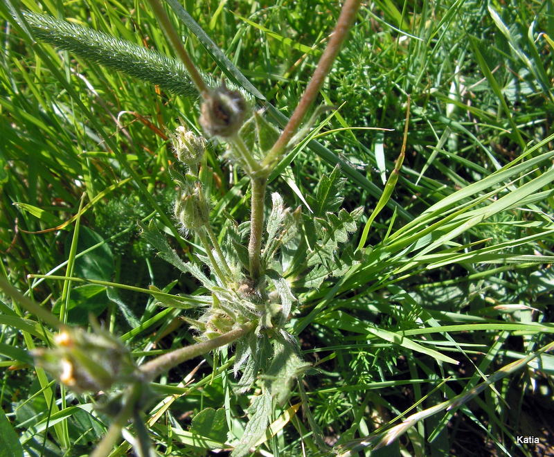 Potentilla cfr. recta