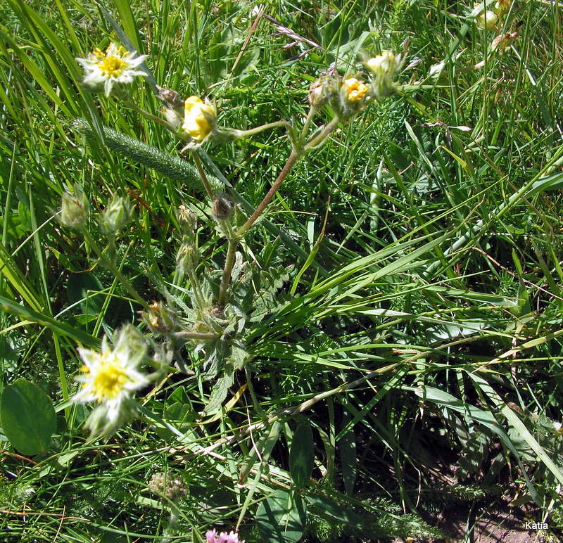 Potentilla cfr. recta