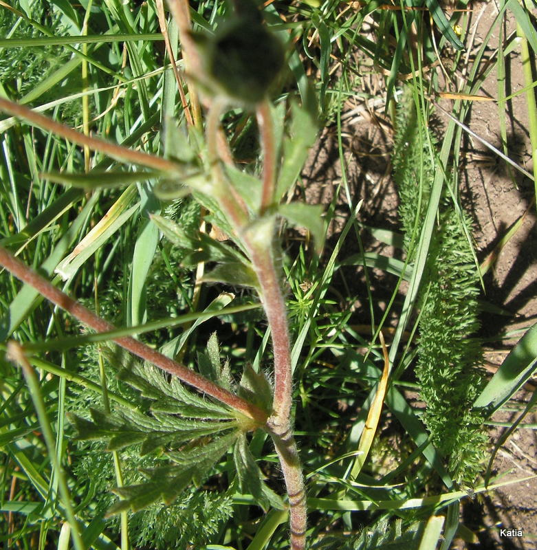 Potentilla cfr. recta