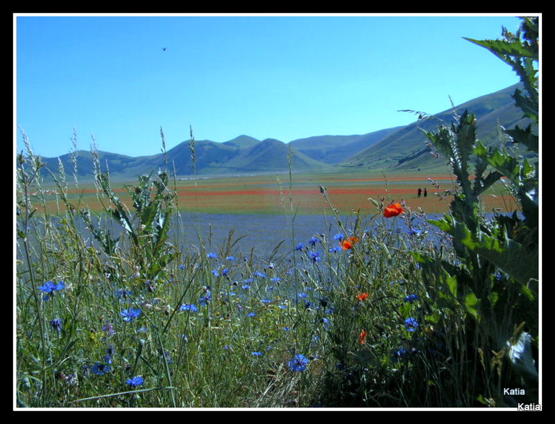 Le spettacolari fioriture di Castelluccio di Norcia