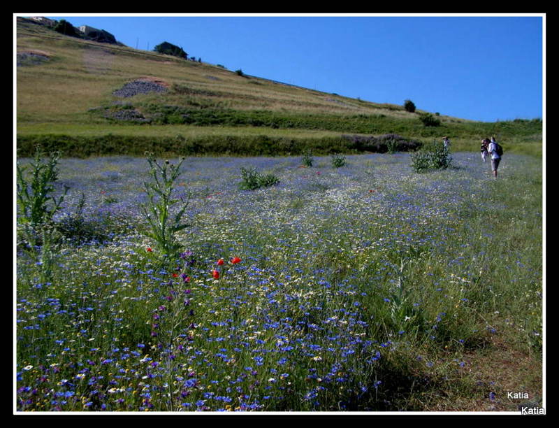 Le spettacolari fioriture di Castelluccio di Norcia