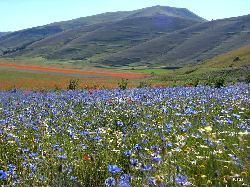 Le spettacolari fioriture di Castelluccio di Norcia