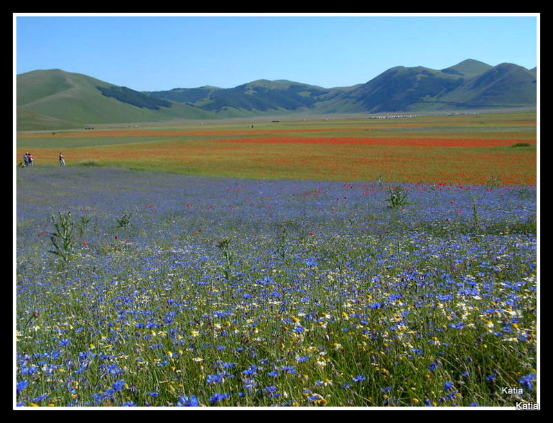 Le spettacolari fioriture di Castelluccio di Norcia