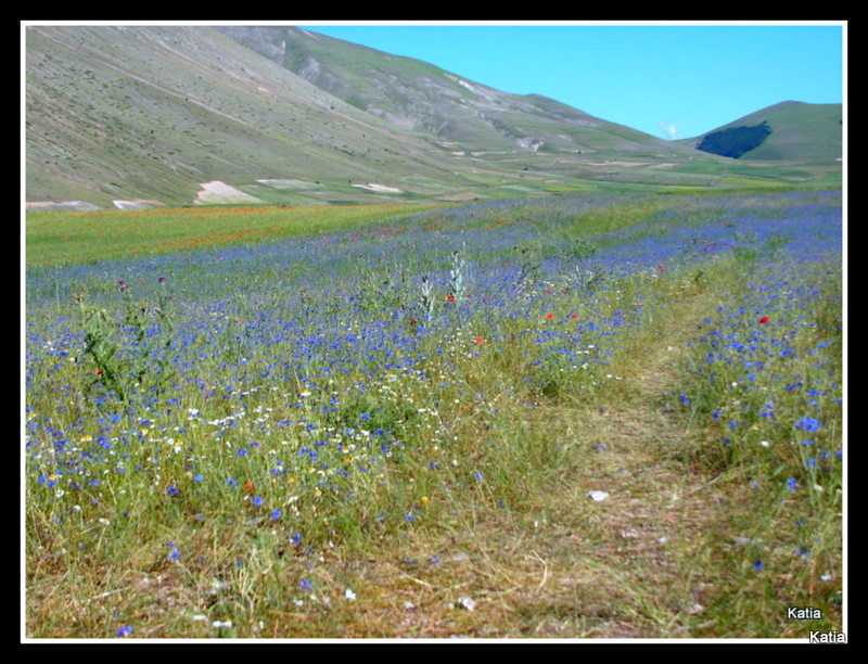 Le spettacolari fioriture di Castelluccio di Norcia