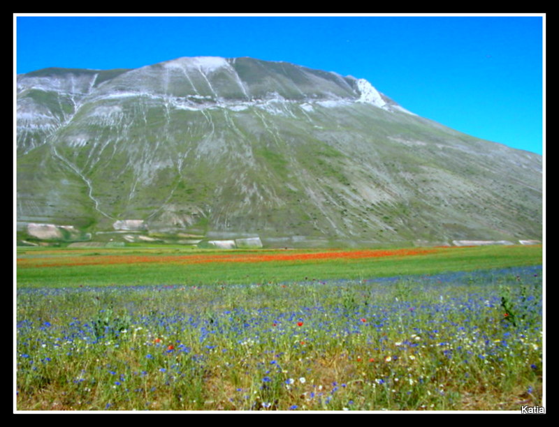 Le spettacolari fioriture di Castelluccio di Norcia