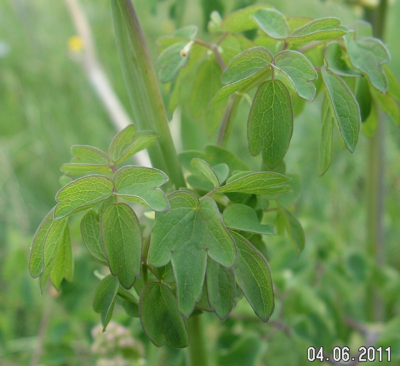 Thalictrum aquilegiifolium