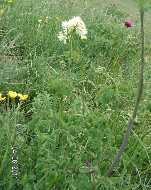 Thalictrum aquilegiifolium