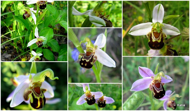 E'' normale la macula di questa O.apifera?