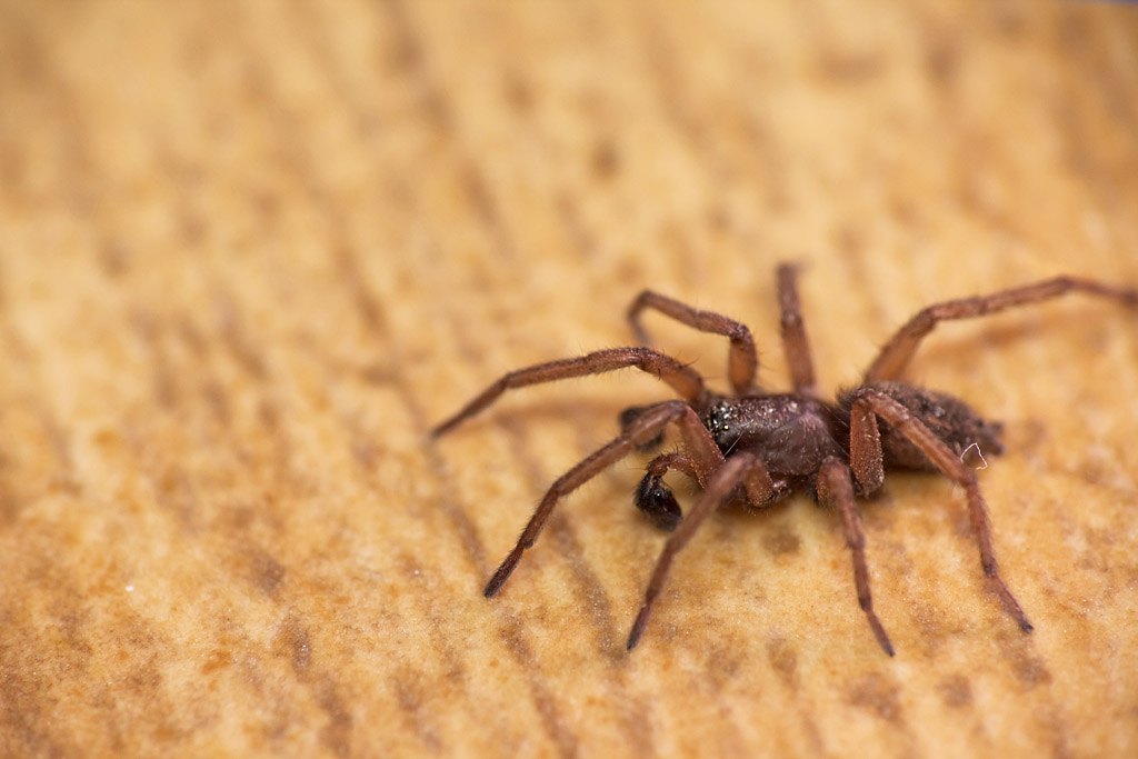 Steatoda nobilis; Haplodrassus sp.