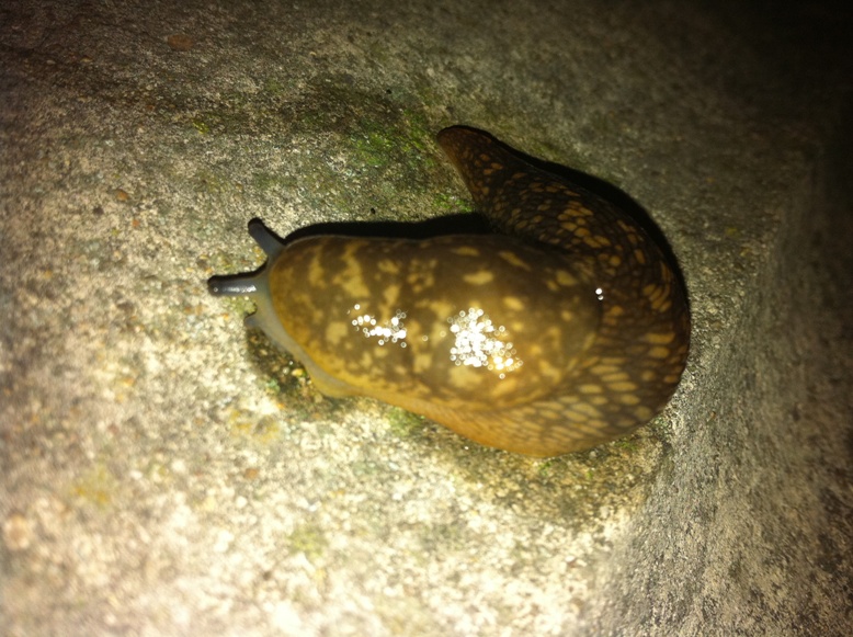 Limacus flavus da Mestre (VE)