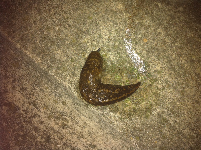 Limacus flavus da Mestre (VE)