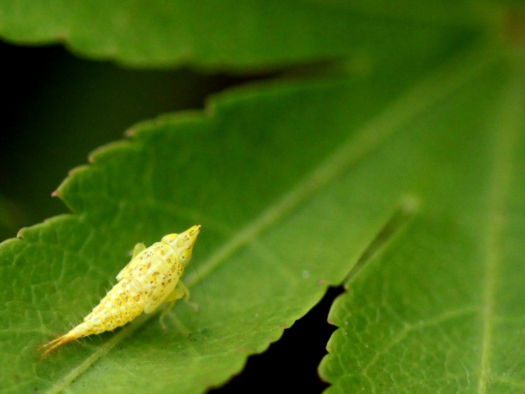 Japananus hyalinus