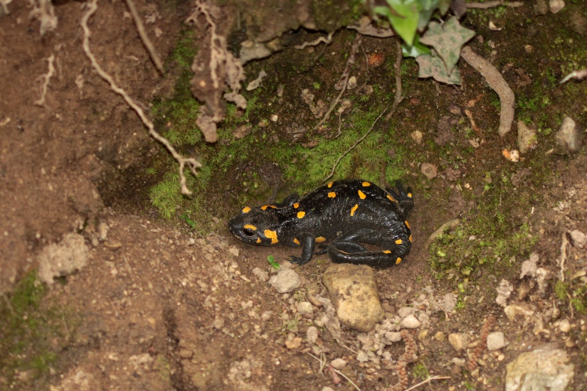 Salamandra pezzata