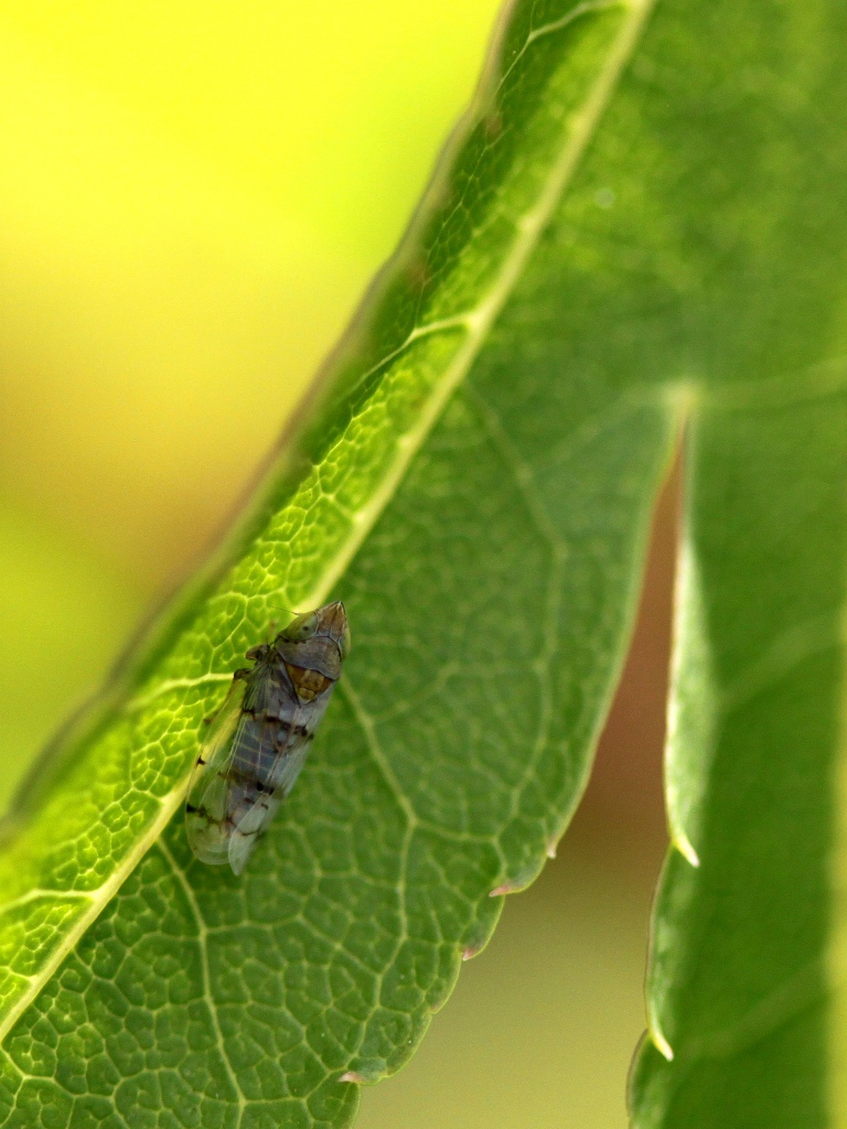 Japananus hyalinus