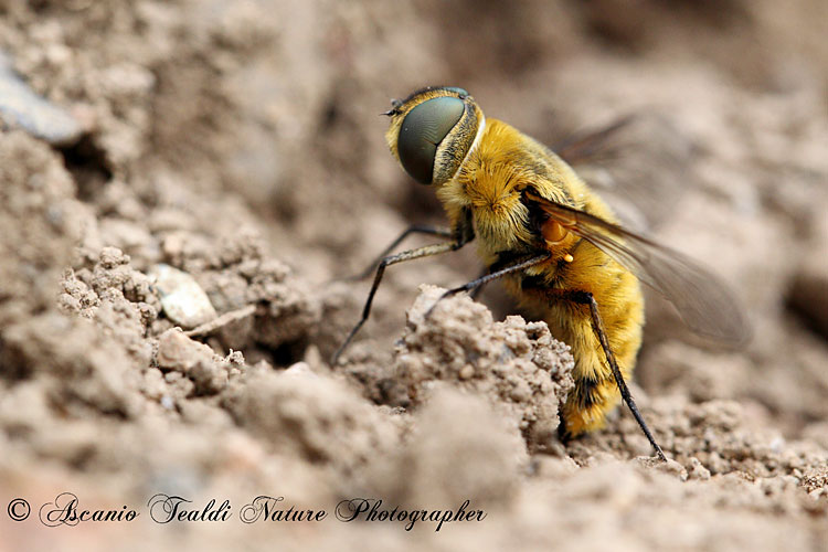 Villa sp. (Bombyliidae)