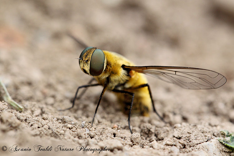 Villa sp. (Bombyliidae)