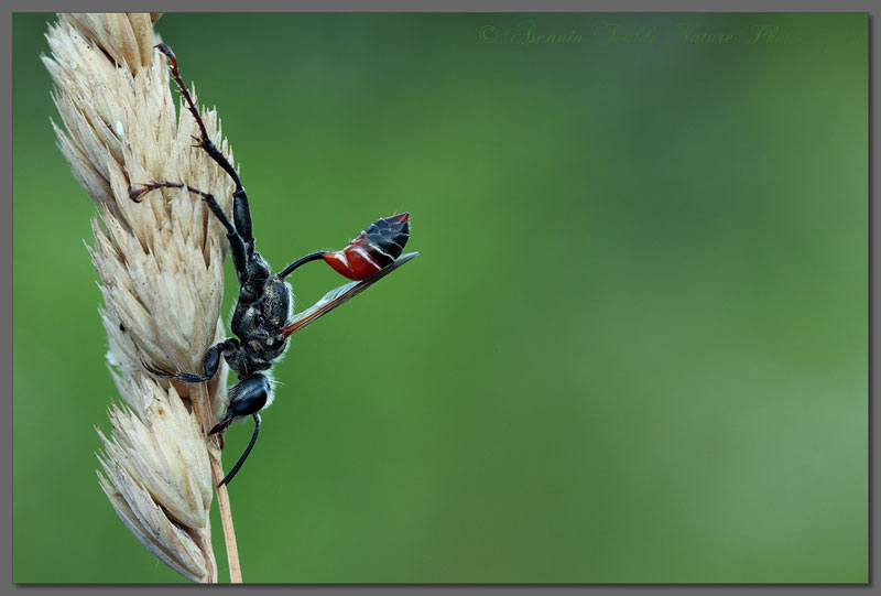 Identificazione