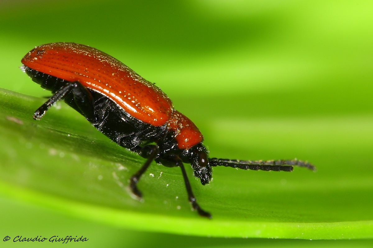 da determinare - Lilioceris cf. lilii