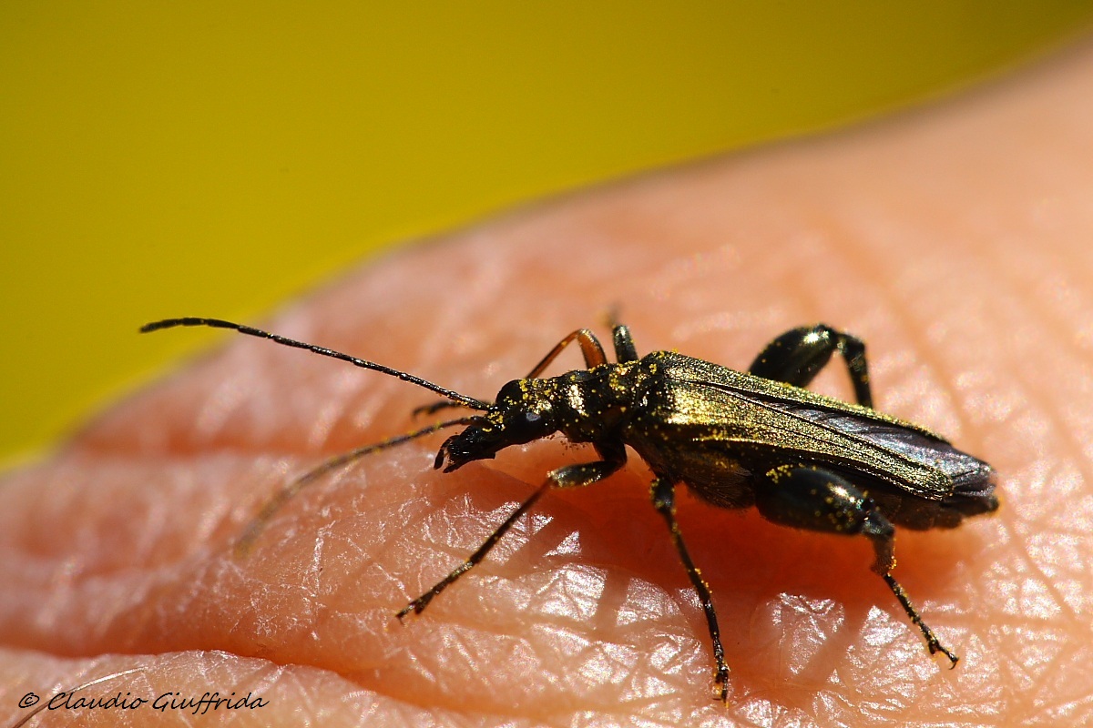 da determinare - Oedemera flavipes?