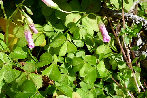 Oxalis sp