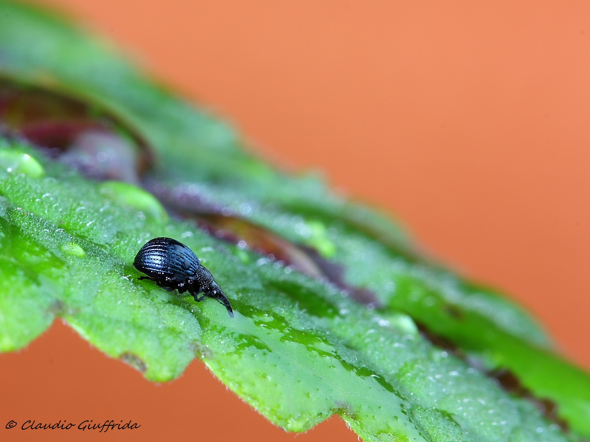 Curculionidae?  No, Apionidae: Holotrichapion cfr. pisi